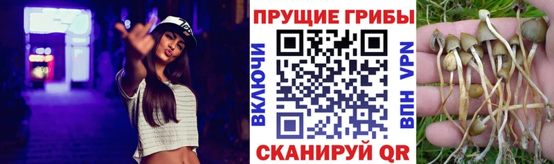 Галлюциногенные грибы Psilocybe  Власиха 